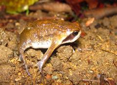 Breviceps sopranus