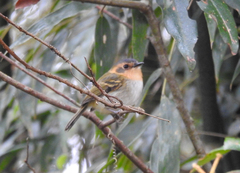 Poecilotriccus plumbeiceps
