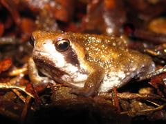 Breviceps sopranus