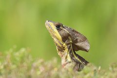 Basiliscus vittatus