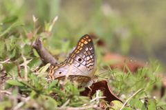 Anartia jatrophae