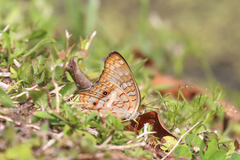 Anartia jatrophae