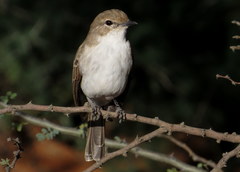 Marico Flycatcher - Photo (c) Gawie Malan, some rights reserved (CC BY-NC), uploaded by Gawie Malan