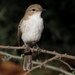 Marico Flycatcher - Photo (c) Gawie Malan, some rights reserved (CC BY-NC), uploaded by Gawie Malan