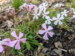 Silene caroliniana