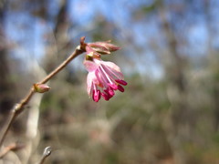 Lonicera praeflorens