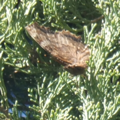 Nymphalis polychloros