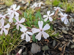 Silene caroliniana