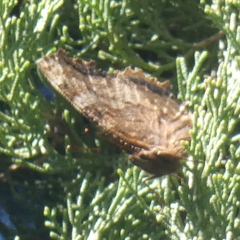 Nymphalis polychloros