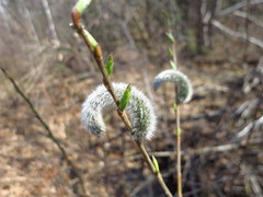 Salix gracilistyla