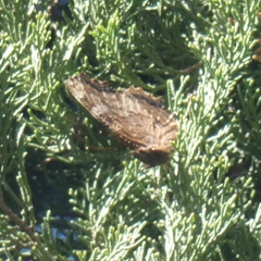 Nymphalis polychloros