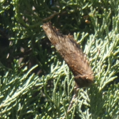 Nymphalis polychloros