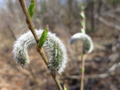 Salix gracilistyla