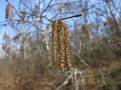 Corylus sieboldiana mandshurica