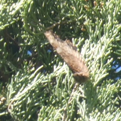 Nymphalis polychloros