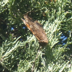 Nymphalis polychloros