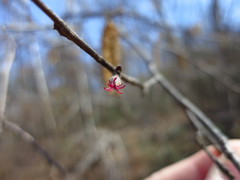 Corylus sieboldiana mandshurica