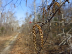 Corylus sieboldiana mandshurica