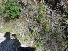 Nymphalis polychloros