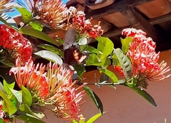 Heraclides anchisiades