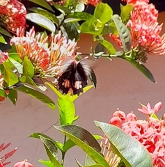 Heraclides anchisiades