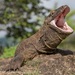 Komodo Dragon - Photo (c) M. Ewell Young, some rights reserved (CC BY-NC), uploaded by M. Ewell Young