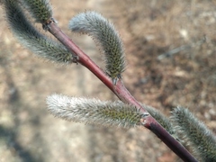 Salix rorida