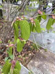 Corylopsis