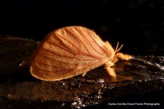 Dalceridae