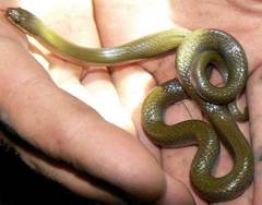 Lycodonomorphus obscuriventris