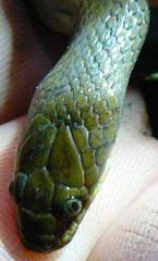 Lycodonomorphus obscuriventris