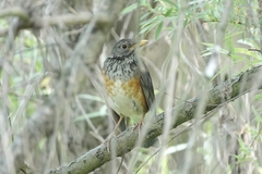 Turdus dissimilis