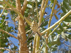 Argiope lobata