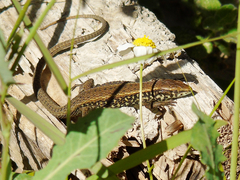 Algyroides moreoticus