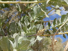 Argiope lobata