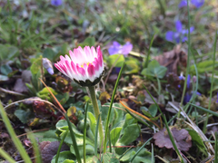 Bellis perennis