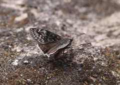 Erynnis telemachus