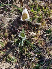 Colchicum melanthoides