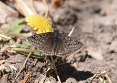 Erynnis telemachus