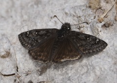 Erynnis telemachus