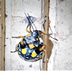Chinavia pallidoconspersa