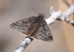 Erynnis telemachus