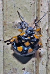 Chinavia pallidoconspersa