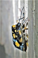 Chinavia pallidoconspersa