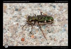 Eucallia