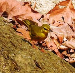 Myiothlypis flaveola