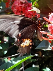 Heraclides anchisiades