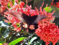 Heraclides anchisiades