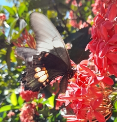 Heraclides anchisiades