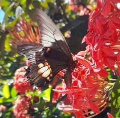 Heraclides anchisiades